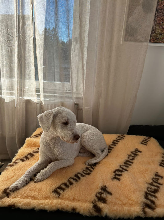 Monster hundfäll, Vanilj 75x100