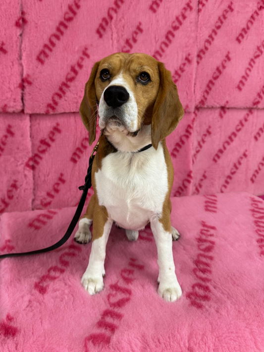 Monsterfäll Rosa med rosa text